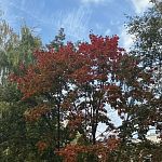 Золотая Осень — Краснознаменск