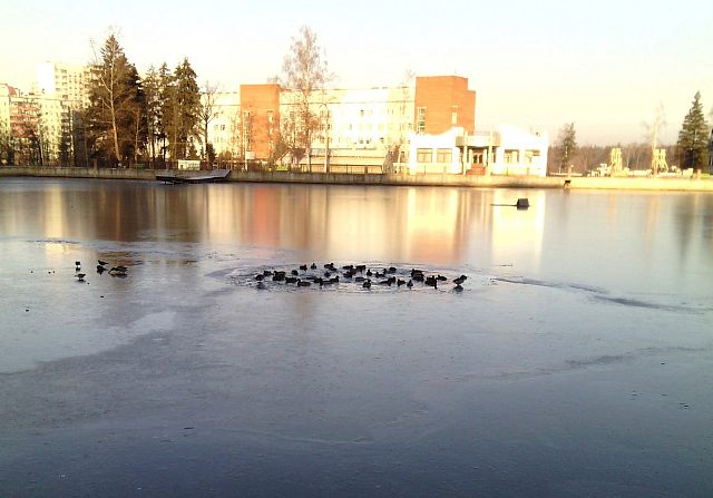 Утки на городском озере