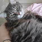Потерялся кот