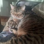 Шотландский котик в добрые руки