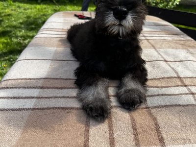 Щенки цвергшнауцера черного с серебром окраса 