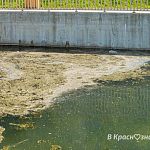 Городское озеро начинает понемногу цвести