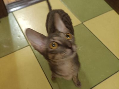 Корниш рекс кошка. В хорошие руки
