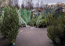 У Гамбринуса открылся ёлочный базар