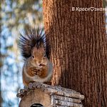 На улицах и в парках Краснознаменска были замечены разные зверьки