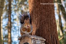 На улицах и в парках Краснознаменска были замечены разные зверьки