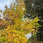 Золотая Осень — Краснознаменск