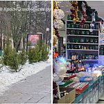 Какую ёлку наряжаете вы, живую или искусственную?