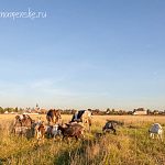 Фермерские продукты в 5 минутах от Краснознаменска 