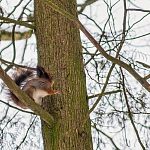 Как часто вам попадаются на глаза эти пушистые жительницы наших парков?