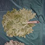 Веники для бани