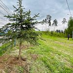 Восстановление лесного массива после вырубки на границе лыжной трассы