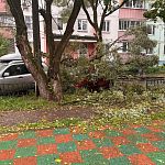Дерево упало на автомобиль — Краснознаменск