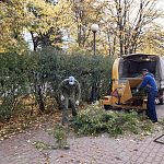 Очередное уничтожение зеленых насаждений в городе