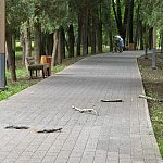 Огромная ветка прилетела и раскололась в сантиметре от ребенка в коляске в Беличьем парке