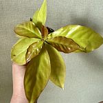 Переския шиповатая (Pereskia aculeata) — Краснознаменск