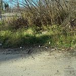 На «чупа-чупсе» опять выбрасывают мусор — Краснознаменск