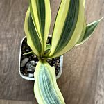 Сансевиерия «Эльдорадо» (Sansevieria El Dorado)  — Краснознаменск
