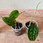 Эпипремнум «Марбл Планет» — Краснознаменск