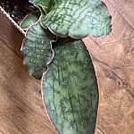 Сансевиерия Kirkii Silver Blue   — Краснознаменск