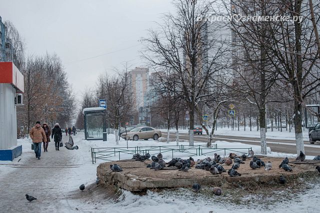 Голубиная тусовка