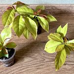 Переския шиповатая (Pereskia aculeata) — Краснознаменск