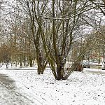 Снежная прогулка