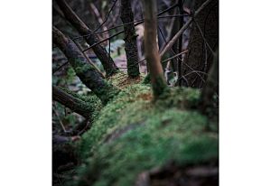 Сучки и мохДень | Осень 25Городской парк