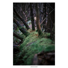 Сучки и мохДень | Осень 25Городской парк