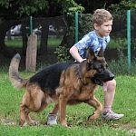 Детям и пьяным запретят выгуливать доберманов и овчарок