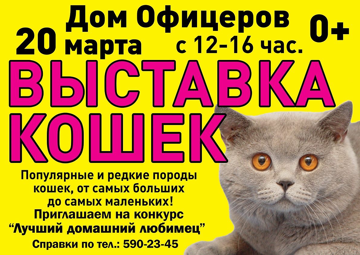 Выставка кошек 
