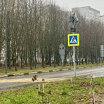 Автомобилисты вздохнули с облегчением — пластиковые дети наконец-то выросли и ушли с обочин дорог