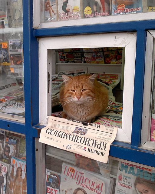 Кот читает )
