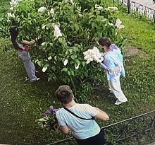 Цветочные вандалы