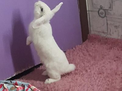 Белый кролик Девочка 2 года 