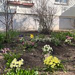 Цветочные клубы понемногу расцветают весенними красками, преображая дворы