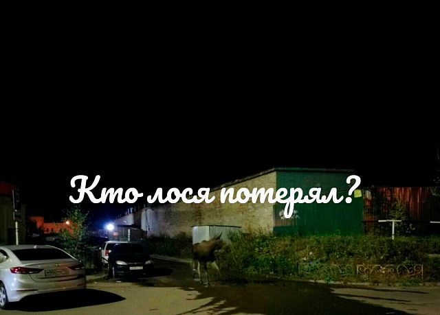 Возле дома 17, что по улице Гагарина, бегает лось!