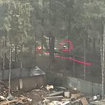 В районе кафе "Три сосны" проводится вырубка деревьев