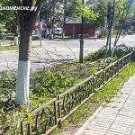 Уборка спиленных деревьев 