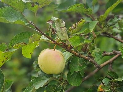 Продам, 6 соток, ИЖС