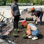 В Краснознаменске начали высаживать цветы на клумбы