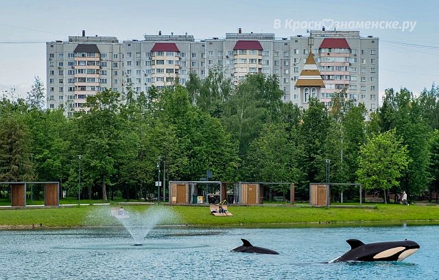 Какого-то неправильного амура запустили в городско