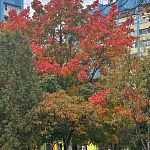 Золотая Осень — Краснознаменск