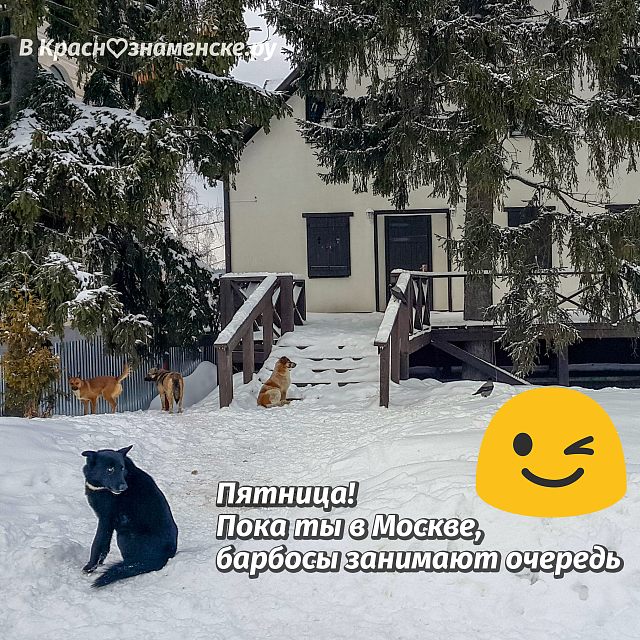 Пятница! Пока ты в Москве, барбосы занимают очеред