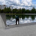 На территории у городского озера проводится комплексные работы по благоустройству: косят траву, убирают мусор, очищают от тины.
