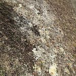 На Шлыкова 5Б около дома паутина и грибок после бытого мусора, летевшего с верхних этажей