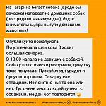 В редакцию поступают сообщения о бездомной агрессивной собаке, которая бегает в районе Шлыкова-Гагарина