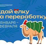 С 12 января по 8 февраля в Московской области пройдет ежегодная экологическая акция «Сдай елку на переработку»