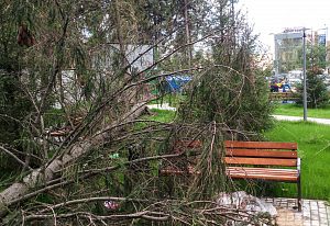 Упало дерево в ЖК Космическая гавань, сухостой, мё