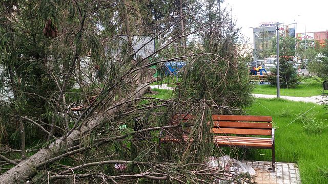 Упало дерево в ЖК Космическая гавань, сухостой, мё